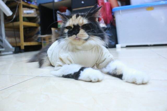 Kaos ala korea cream lucu untuk kucing dan anjing / baju kucing murah size S M L XL