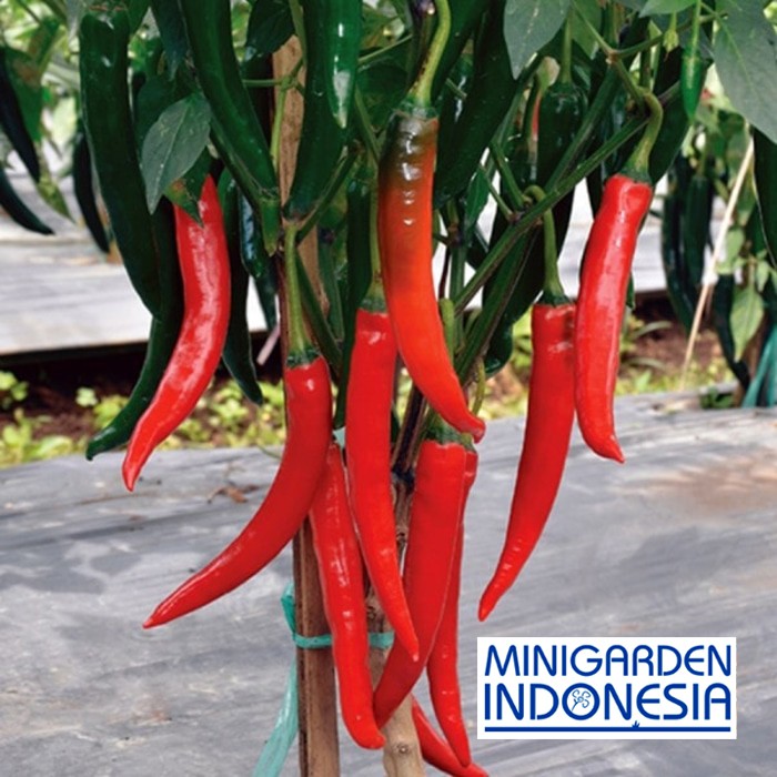 25 Benih Cabe F1 Pedas Hot Chili bibit tanaman sayur sayuran Cabai Merah Besar landung