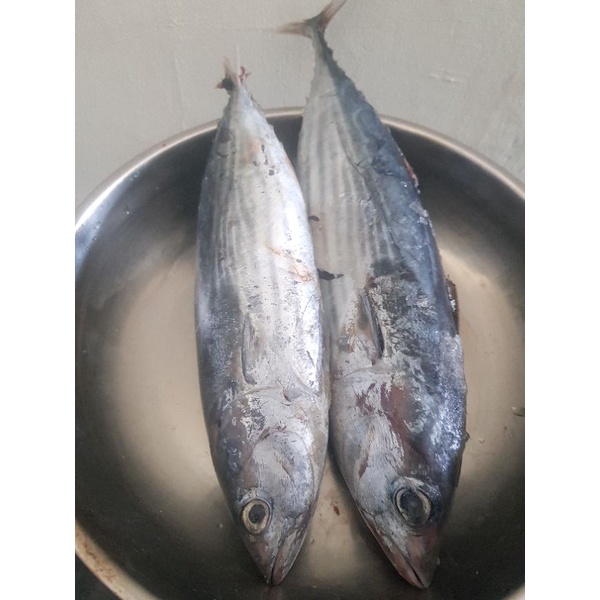 

Ikan Cakalang Segar/Fresh 1 kg