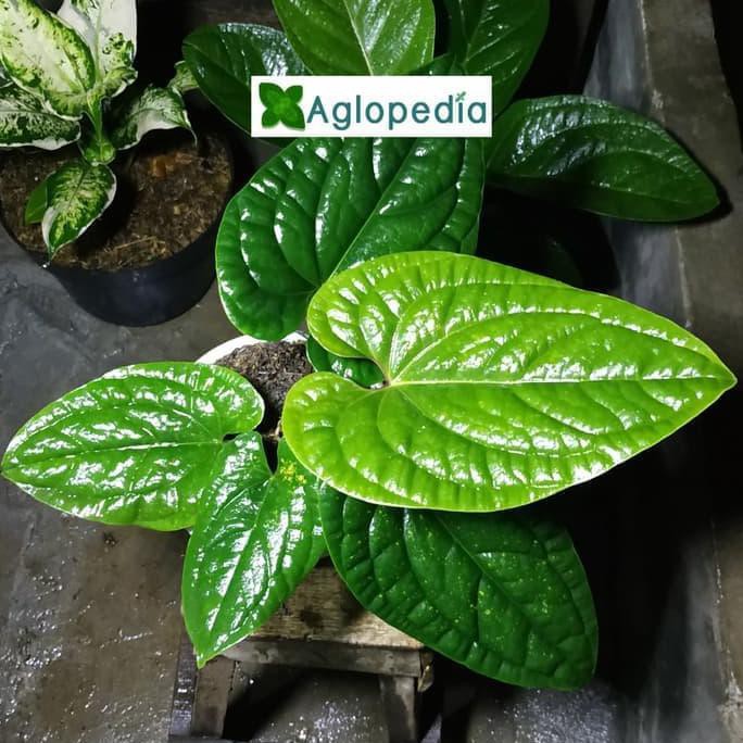Tanaman Anthurium Sirih Daun Besar