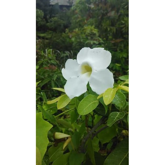 Bunga Jadi.. Bibit Thunbergia Putih - bukan benih, harga termurah.