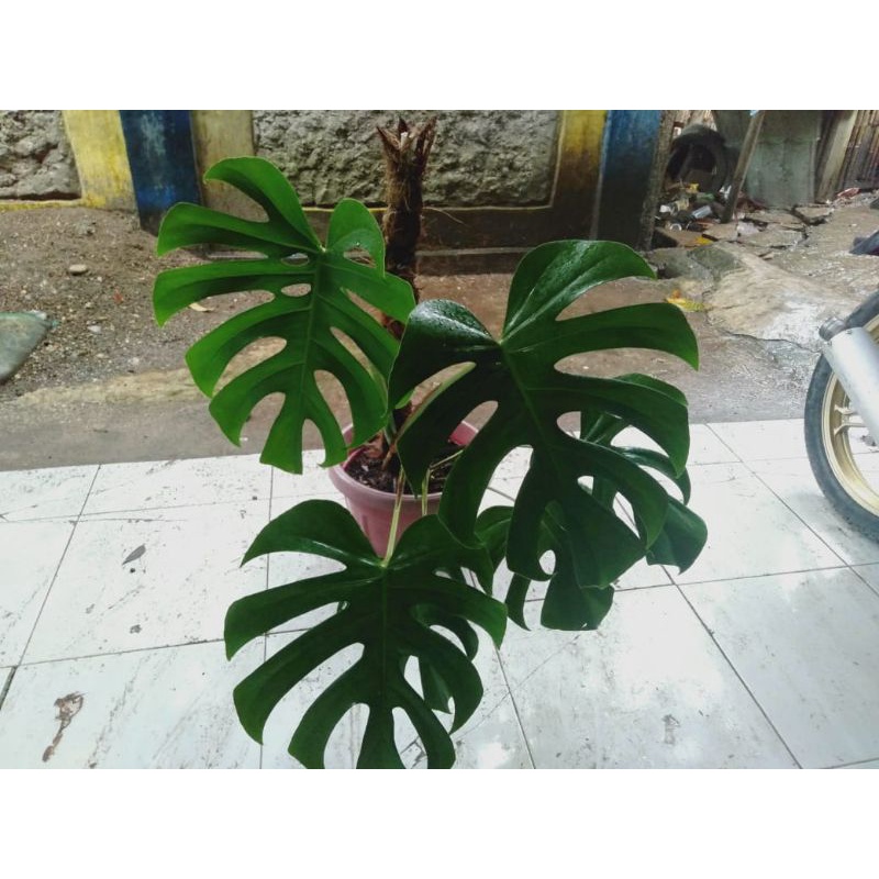 monstera king/deliciosa