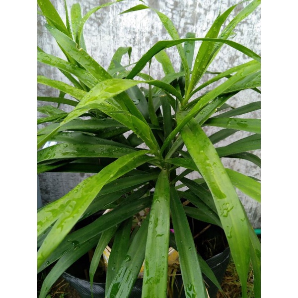 

Daun Suji Untuk Pewarna Makanan Olahan Cendol Dawet