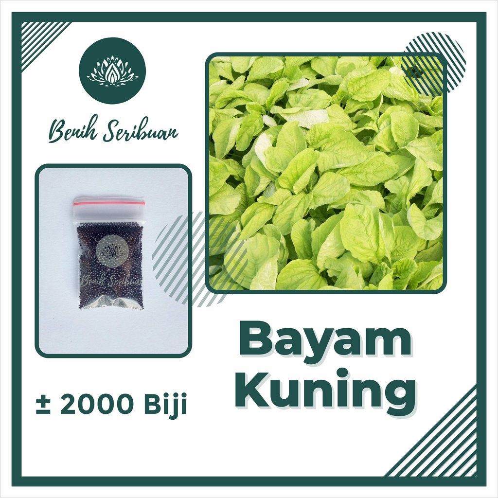 2000 Biji Benih Bayam Kuning Unggul Bibit Sayuran Hidroponik Benua Tanaman Sayur Berkualitas