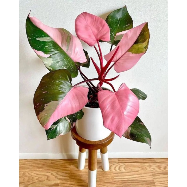 Philo Pink Princes - Philo Pink Congo - Tanaman Hias Philodendron