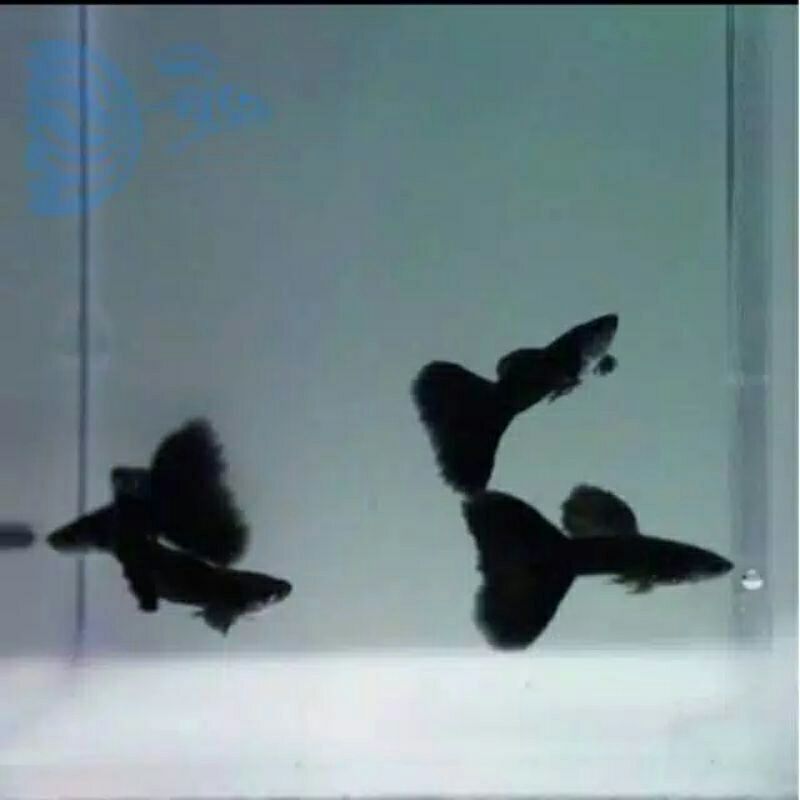 ikan guppy black moscow jantan dan betina