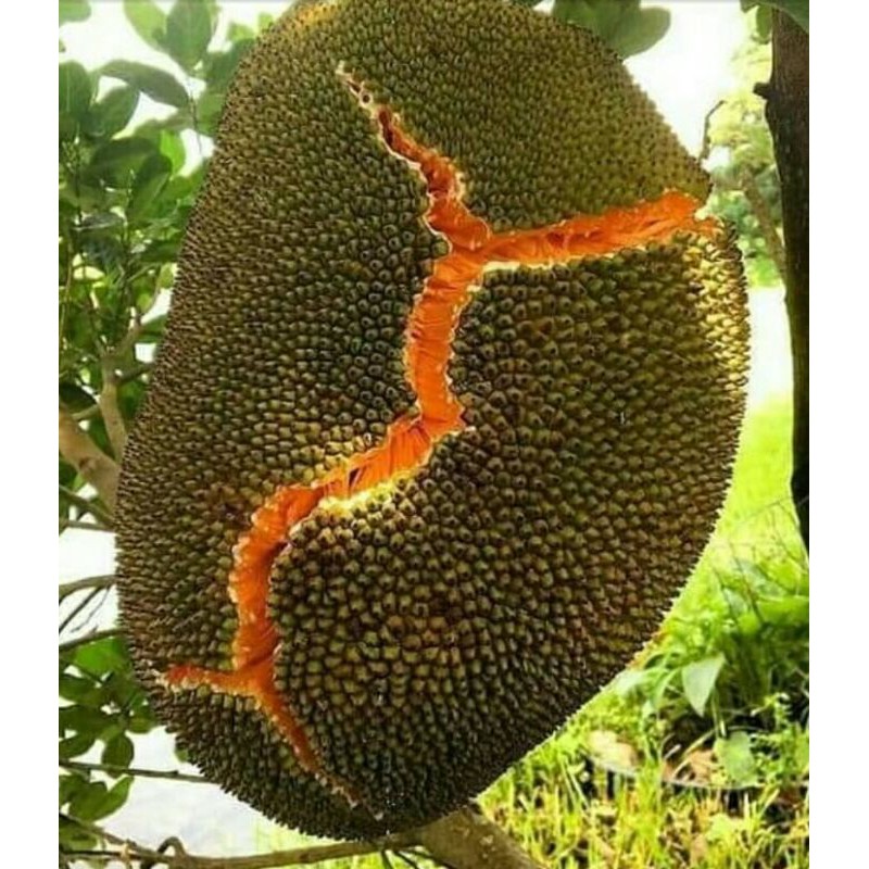 Bibit nangka merah/orange okulasi super [Bibit Berkualitas Unggul]