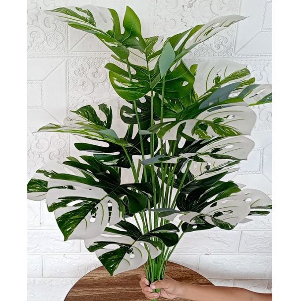 monstera variegata artificial(Pohon saja)//tanaman hias janda bolong variegata murah//pohon hias pla