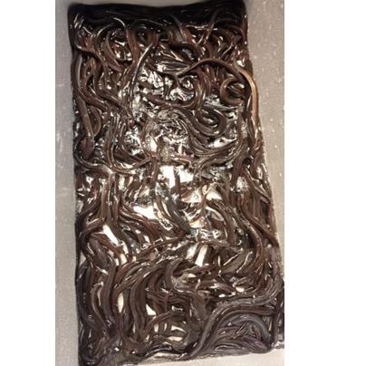 Flash Sale✔️ Sidat Hidup, Bibit sidat Bicolor (30-50gram per ekor), Benih Sidat Super (jual eceran p