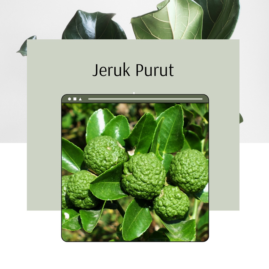 Tanaman Jeruk Purut Bibit Pohon Buah Jeruk Purut Jeruk Purut