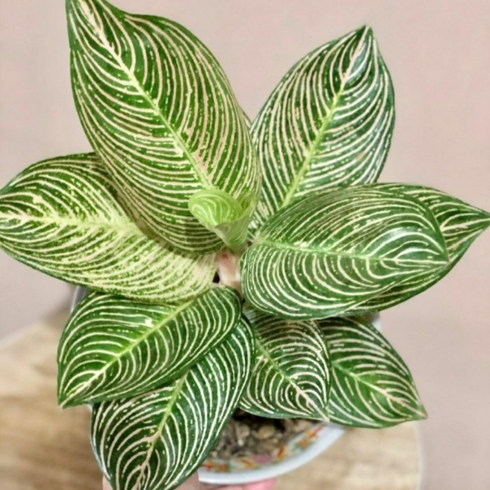 (NEW) aglonema golden hope bonggol murah asli