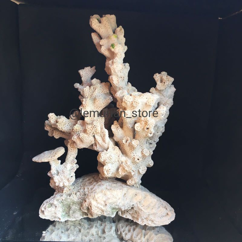 BATU KARANG LAUT ASLI// aquarium/ aquascape/ corallaut/batu/laut/terumbu karang/deadrock/premium