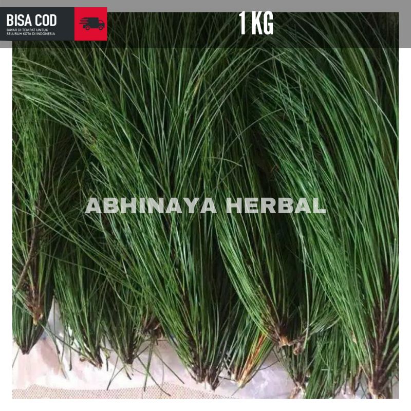 

DAUN PINUS SEGAR - DAUN PINUS LANGSUNG PETIK 1kg