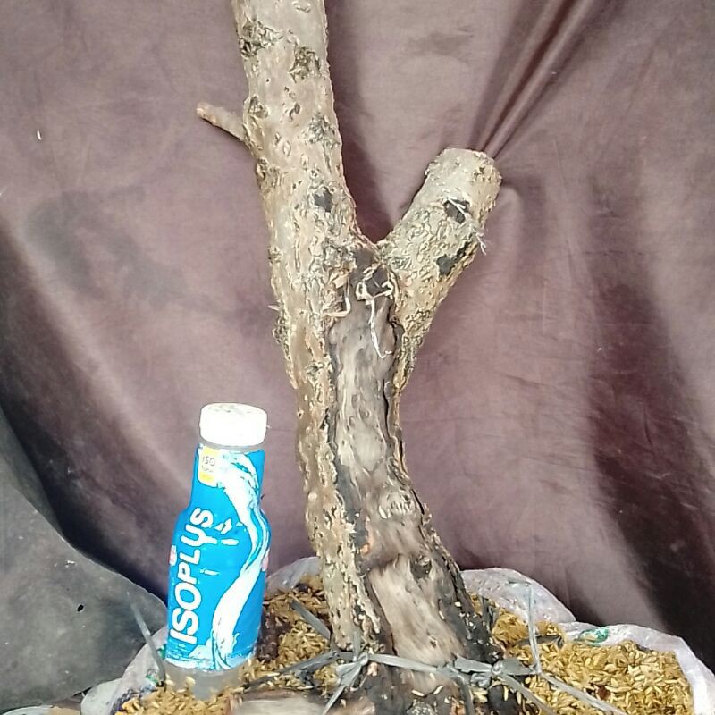 Bonsai bahan santigi