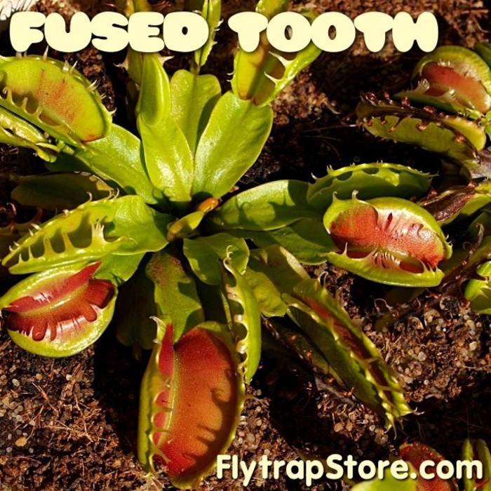 Tanaman karnivora Venus FlyTrap Fused Tooth Traps (Tanaman hidup)