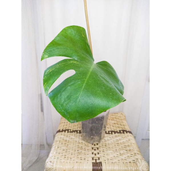 Monstera Marmorata ekonomis