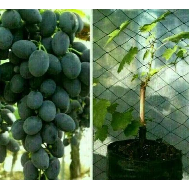 Promo... Kw1 Bibit Buah Anggur Autum Royal Sedlees Terlaris! Uk>