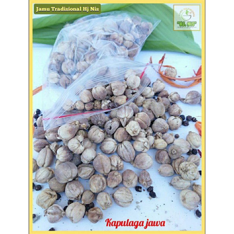 

Kapulaga Jawa |Javanese Cardamom | Amomum compactum