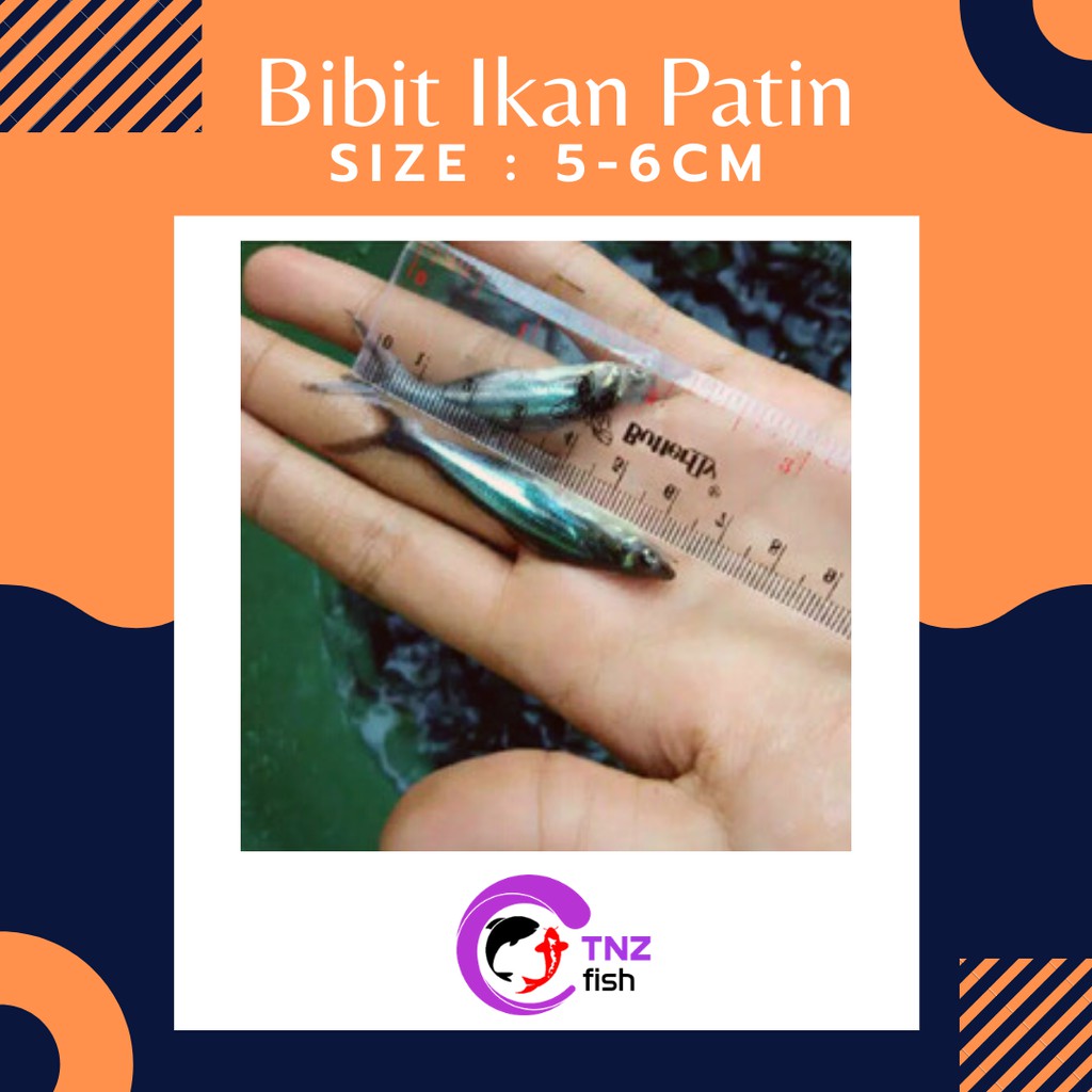 Ikan Patin - Bibit Ikan Patin - Ikan Konsumsi(Bibit Ikan)