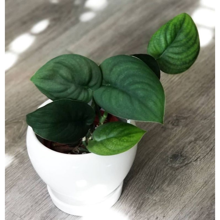 Scindapsus jade satin