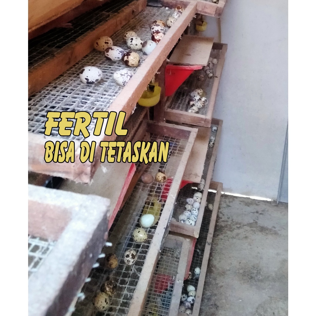 

Telur Puyuh Fertil PS FS bibit unggul