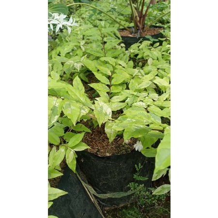 Tanaman Hias Bunga Anting Putri Bahan Bonsai - Pohon Anting Putri