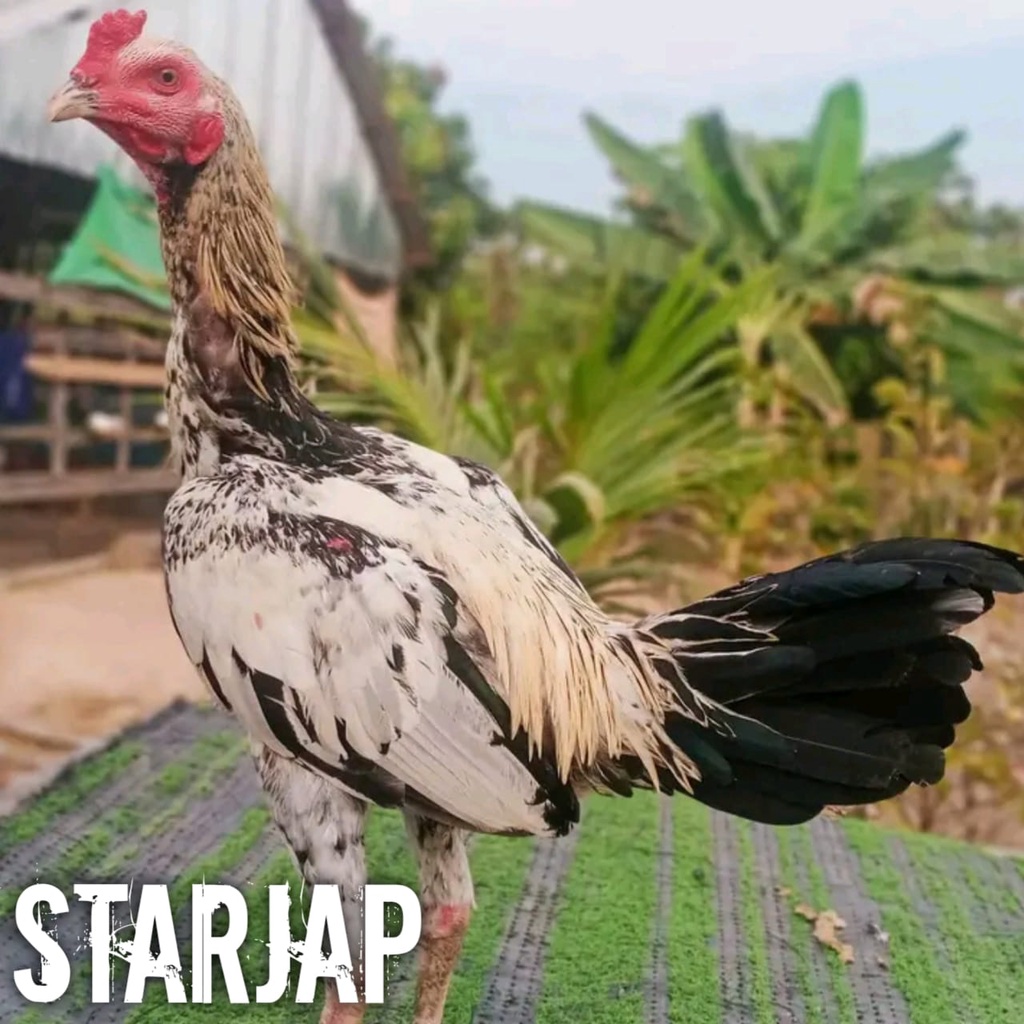 ayam bangkok asli pama jalak gading telur fertil