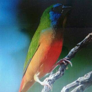 Promo Burung Cucak Ijo Mini Murah Shopee Indonesia