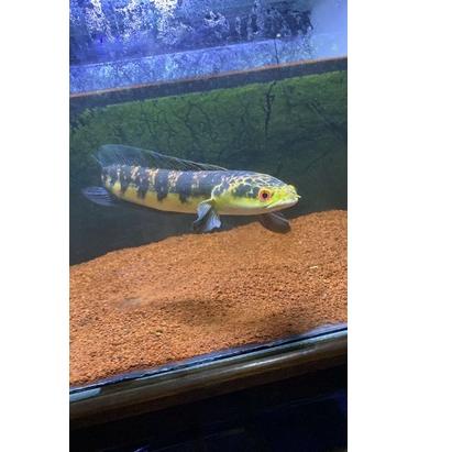 ⚡ERBA MURAH cana blue pulcra yellow spot/ cana maru yellow / cana tomang original produck terbaik