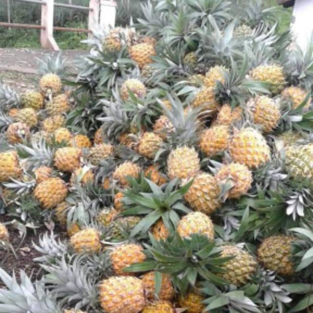 

Nanas madu