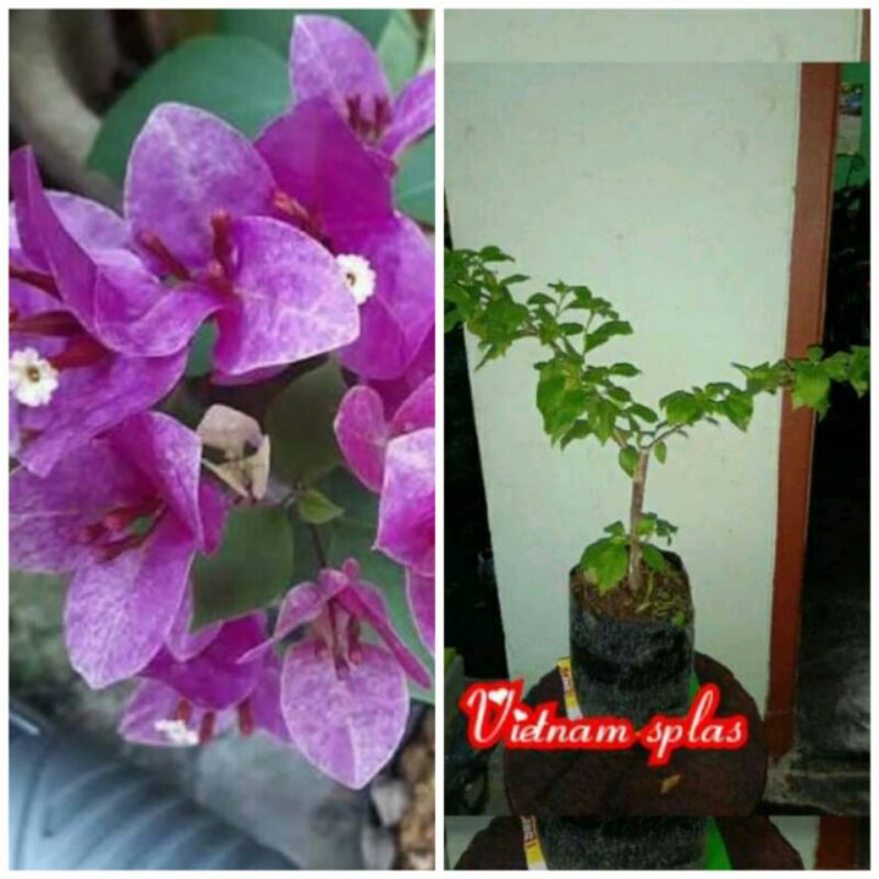 Bougenville Vietnam Splash