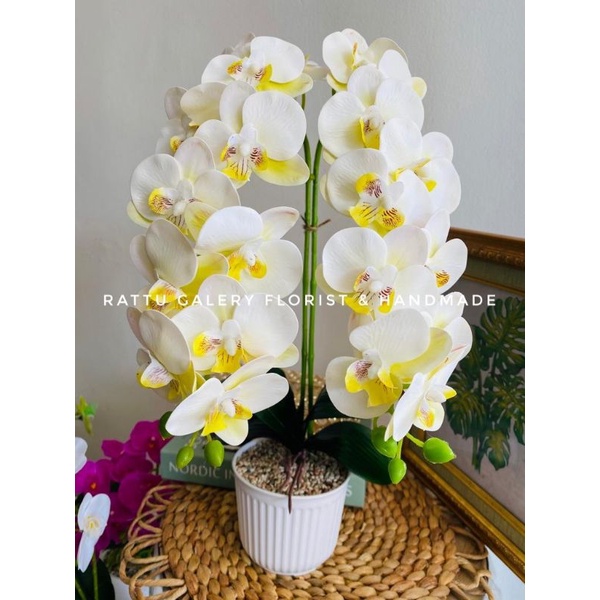 anggrek semi latex , anggrek latex , anggrek artificial , anggrek palsu