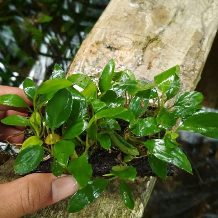 anubias sp mini media pakis taneman aquascape
