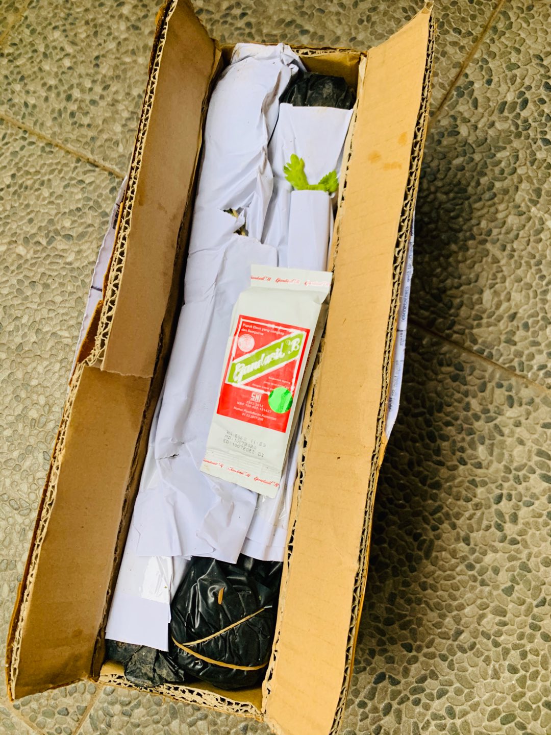 Tanaman Buah Strawberry Jumbo California Cod