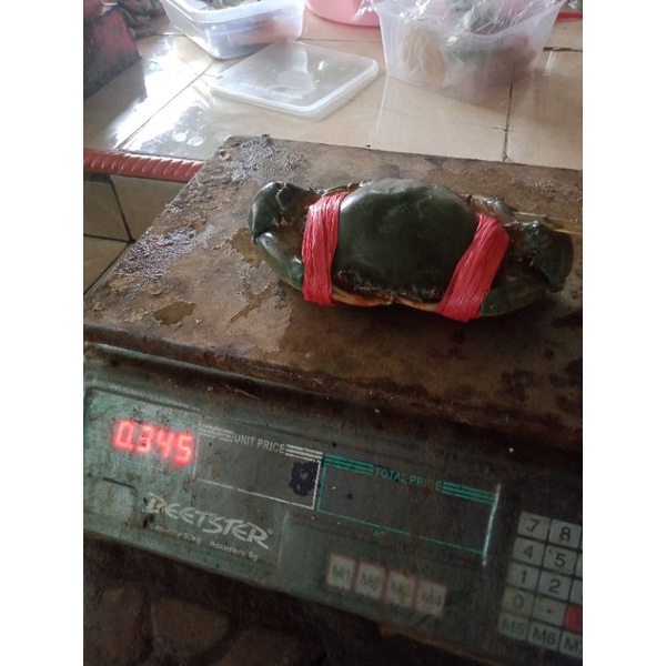 KEPITING SUPER BERTELUR BANYAK