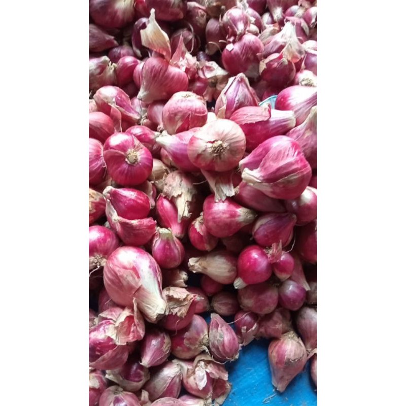 

putri bawang