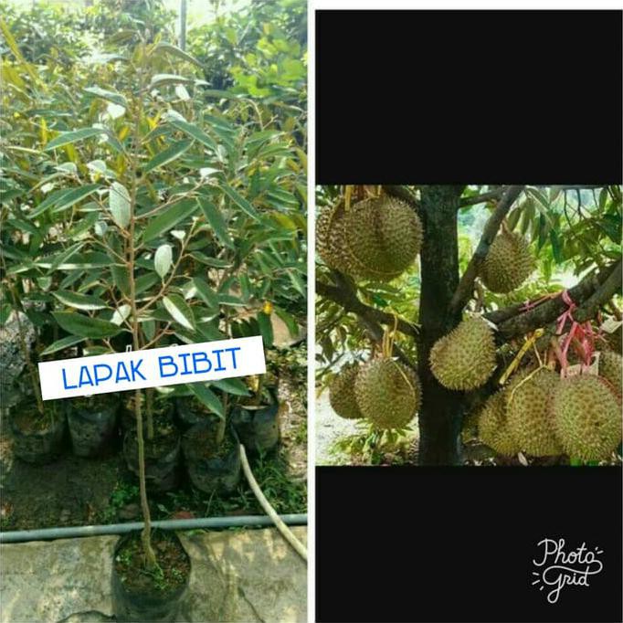 Asli Bibit Durian Musang King @_@