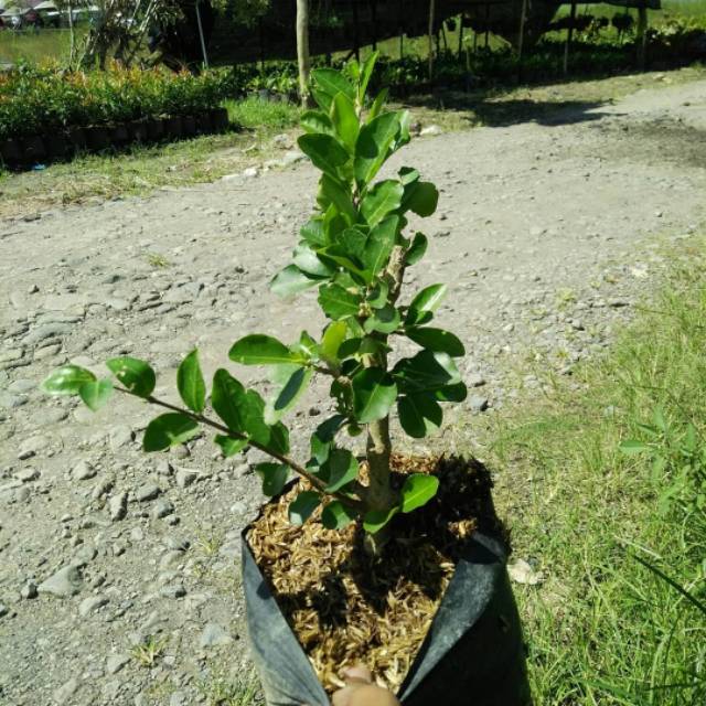 BIBIT CHERRY BARBADOS / SIANCI