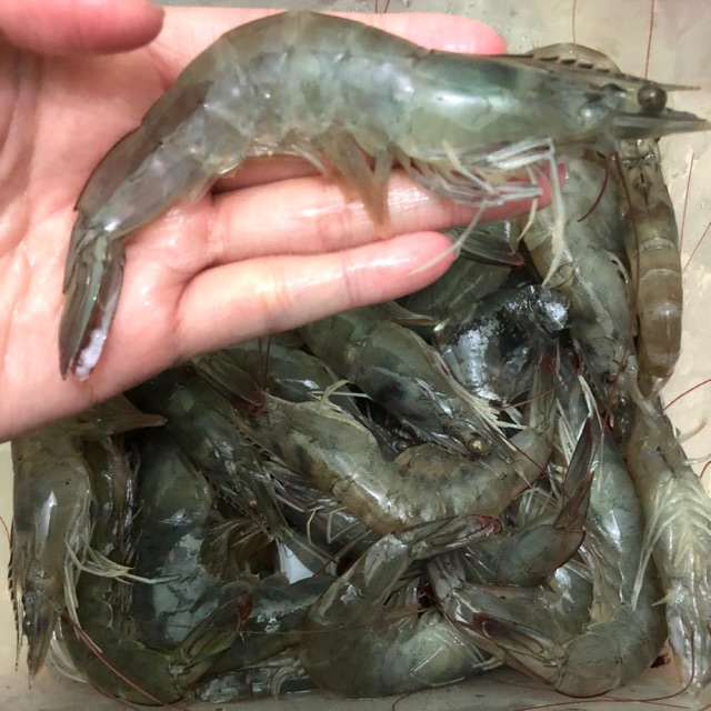 

Udang pancet fresh