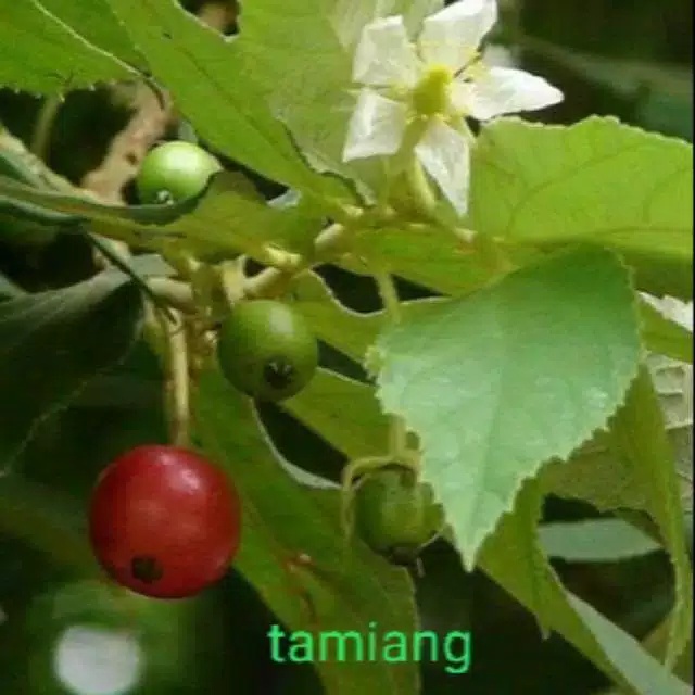 

herbal daun kersen fresh 100 gram Herbal alami Murah Obat herbal alami murah asli dari kampung