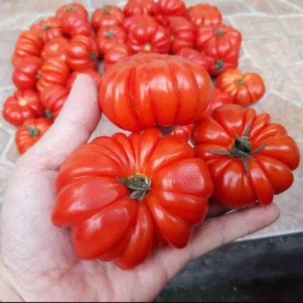 Benih Bibit Tomat Keriting Mawar GAMMARA F1 Isi 150 Biji Cap Panah Merah