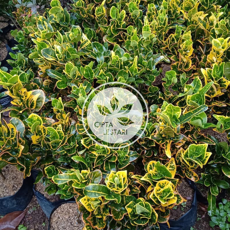 Bibit Tanaman Puring Oscar Bibit Pohon Puring Oscar Bunga Puring Oscar