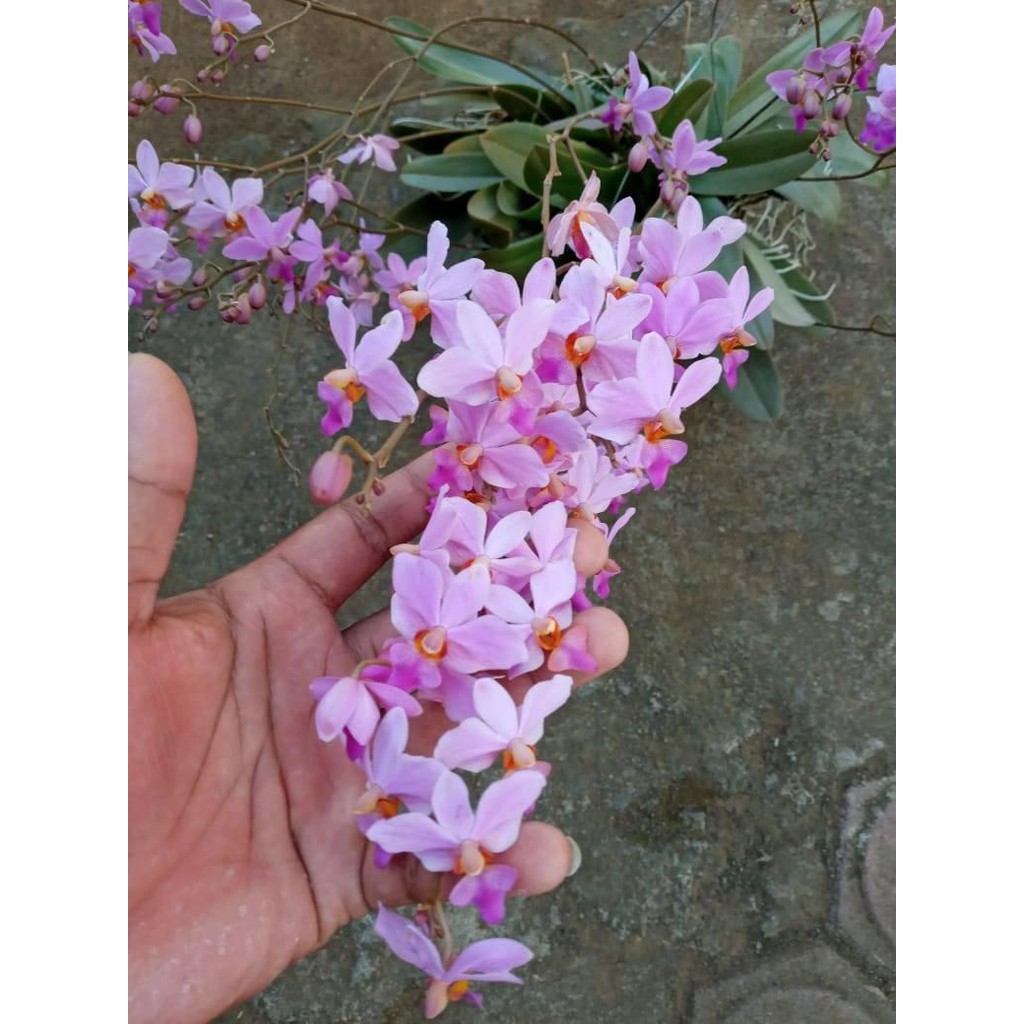 Anggrek Doritis Pulcherrima