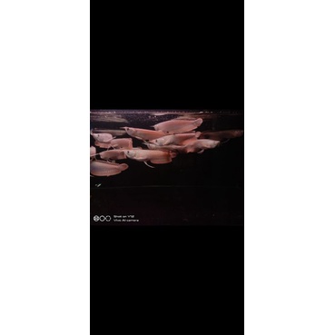 ikan arwana silver ekor merah size 15-16cm & 22-23cm // fish arowana silver  ikan hias arwana silver