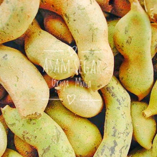 

Buah Asam segar organik / Asam cempaluk / asam jawa mentah / Asam Jawa muda