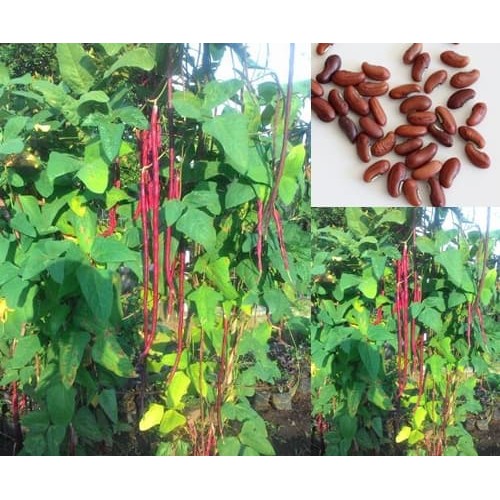 Benih Kacang Panjang Merah // Bibit Kacang Panjang Merah