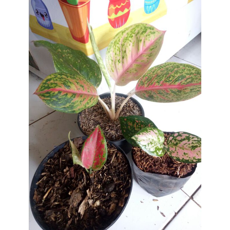 PROMO Paket 3 jenis aglonema(Wulandari induk-tri Collour-Black Maroon) PROMO 3 JENIS AGLONEMA