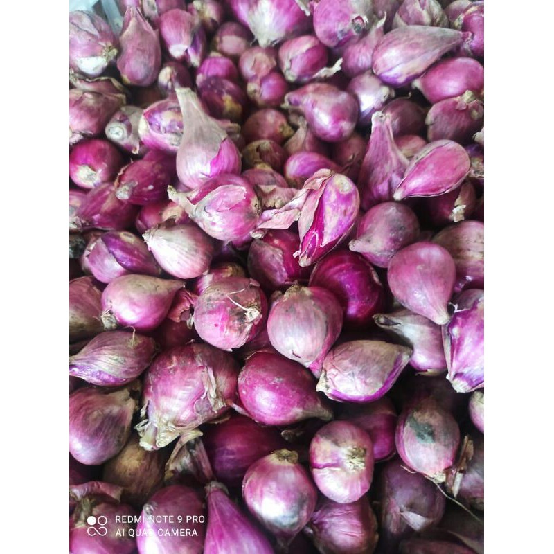 

BawangMerah SUPER