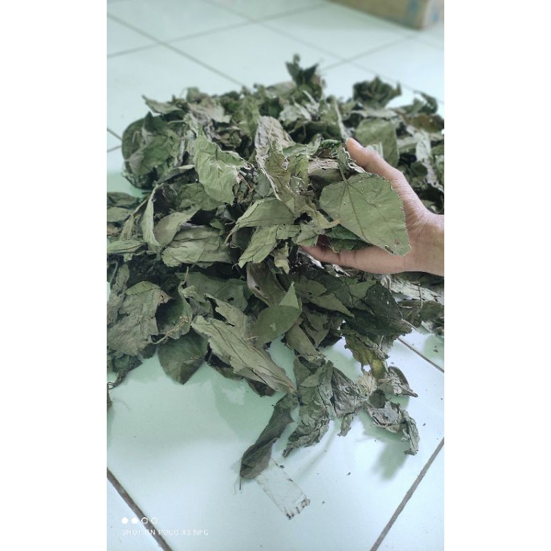

Daun Jati Belanda 500 gram kering