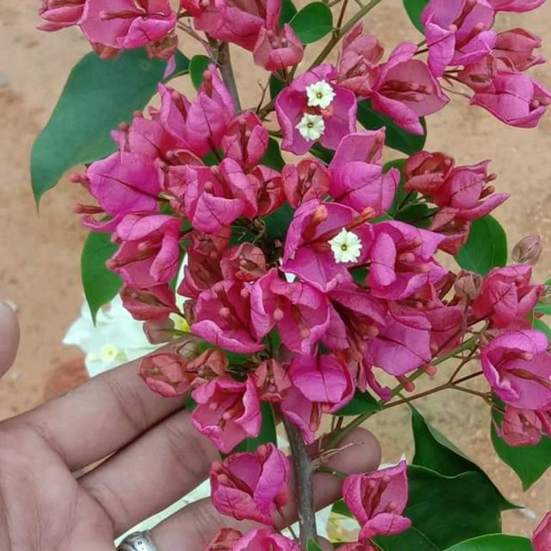 Bougenville anggur bunga merah